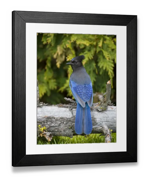 Framed Print : Stellers Jay (Cyanocitta stelleri), British Columbia, Canada Framed Print : Stellers Jay (Cyanocitta stelleri), British Columbia, Canada