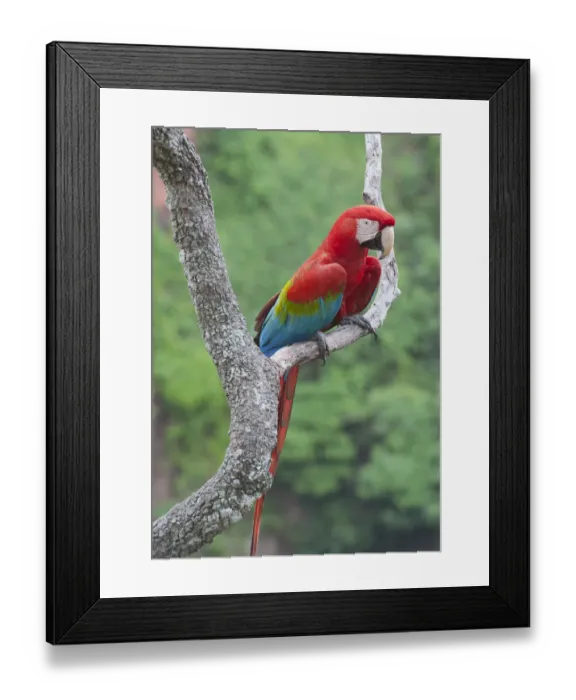 Framed Print : Red and Green Macaw (Ara chloroptera), Buraco das Araras, Mato Grosso do Sul, Pantanal Framed Print : Red and Green Macaw (Ara chloroptera), Buraco das Araras, Mato Grosso do Sul, Pantanal