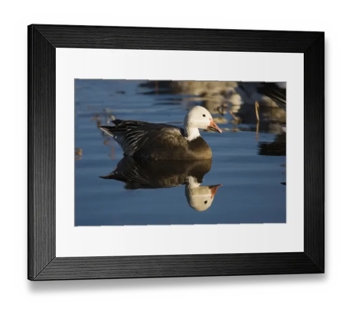 Framed Print : Snow Goose (Chen caerulescens) blue phase, Bosque Del Apache National Wildlife Refuge Framed Print : Snow Goose (Chen caerulescens) blue phase, Bosque Del Apache National Wildlife Refuge