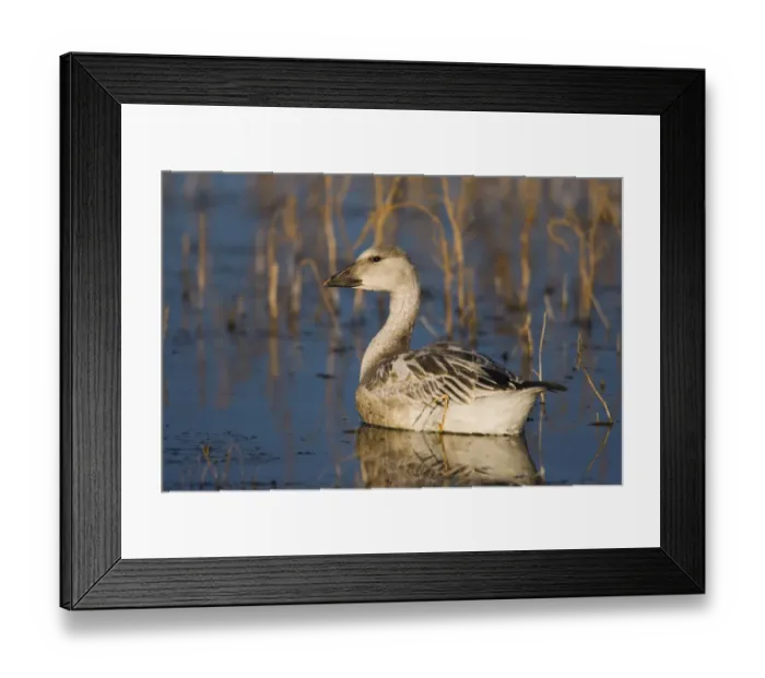 Framed Print : Snow Goose (Chen caerulescens) juvenile, Bosque Del Apache National Wildlife Refuge Framed Print : Snow Goose (Chen caerulescens) juvenile, Bosque Del Apache National Wildlife Refuge