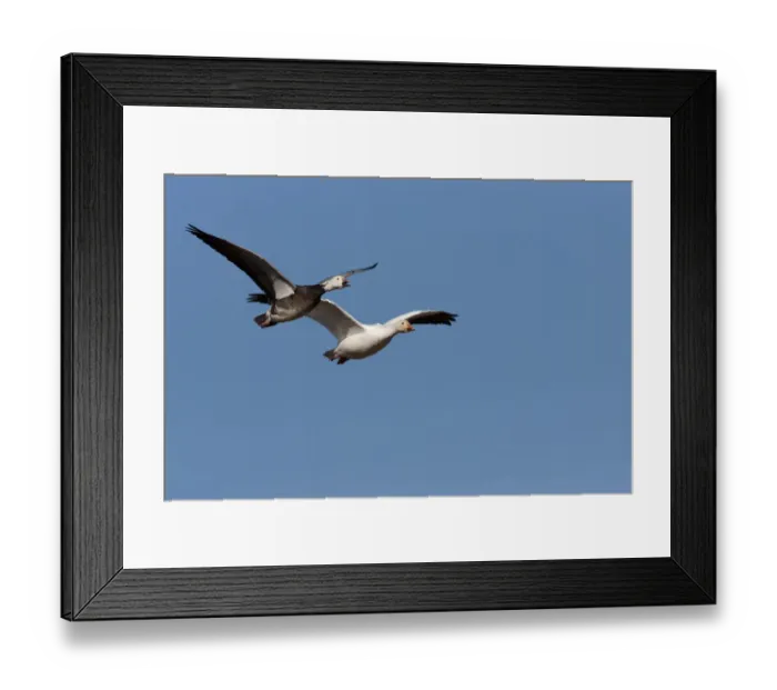 Framed Print : Snow Goose (Chen caerulescens) blue and regular phase flying, Bosque Del Apache National Framed Print : Snow Goose (Chen caerulescens) blue and regular phase flying, Bosque Del Apache National