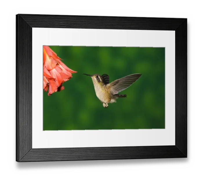 Framed Print : Speckled Hummingbird (Adelomyia melanogenys) female feeding on flower nectar, North Framed Print : Speckled Hummingbird (Adelomyia melanogenys) female feeding on flower nectar, North