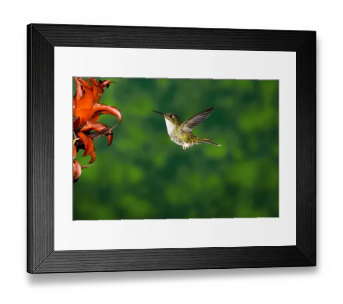 Framed Print : Speckled Hummingbird (Adelomyia melanogenys) feeding on flower nectar, North America Framed Print : Speckled Hummingbird (Adelomyia melanogenys) feeding on flower nectar, North America