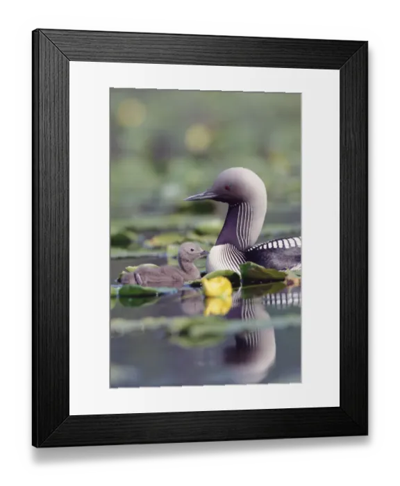 Framed Print : Pacific Loon (Gavia pacifica) parent and chick swimming among water lilies, North America Framed Print : Pacific Loon (Gavia pacifica) parent and chick swimming among water lilies, North America