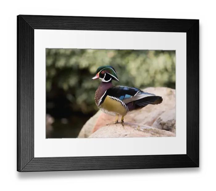Framed Print : Wood Duck (Aix sponsa) male in breeding plumage, California Framed Print : Wood Duck (Aix sponsa) male in breeding plumage, California