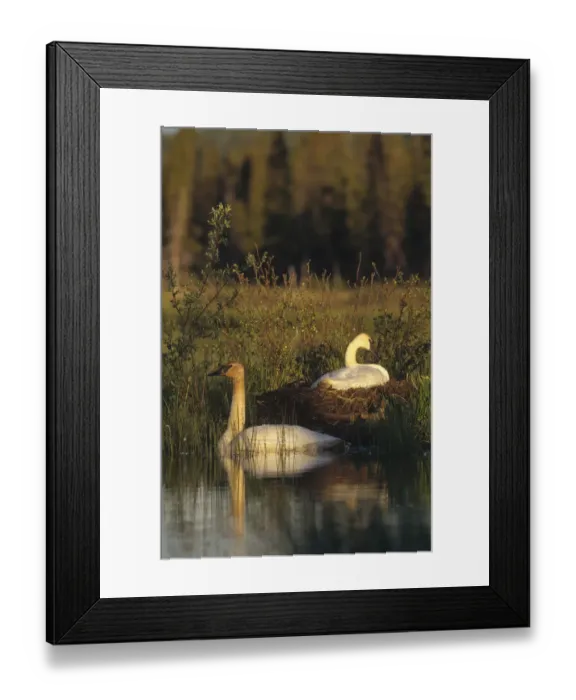 Framed Print : Trumpeter Swan (Cygnus buccinator) female incubating eggs as male swims nearby, North Framed Print : Trumpeter Swan (Cygnus buccinator) female incubating eggs as male swims nearby, North