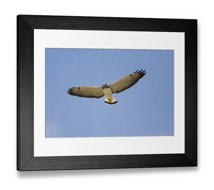 Framed Print : White-tailed Hawk (Buteo albicaudatus) flying, Rio Grande Valley, Texas Framed Print : White-tailed Hawk (Buteo albicaudatus) flying, Rio Grande Valley, Texas