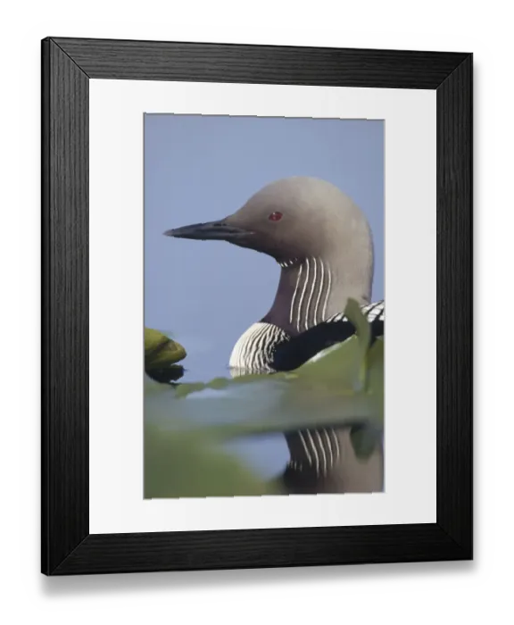 Framed Print : Pacific Loon (Gavia pacifica) adult portrait among water lilies, North America Framed Print : Pacific Loon (Gavia pacifica) adult portrait among water lilies, North America