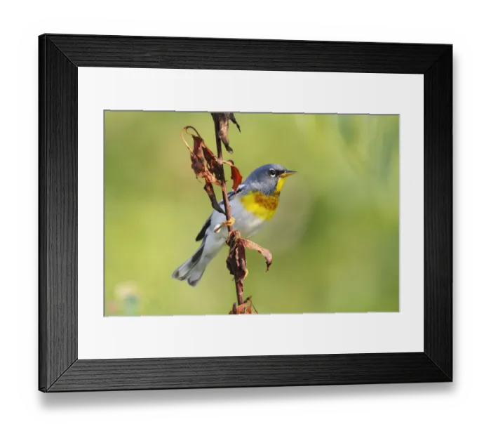 Framed Print : Northern Parula (Setophaga americana) male, Canada Framed Print : Northern Parula (Setophaga americana) male, Canada