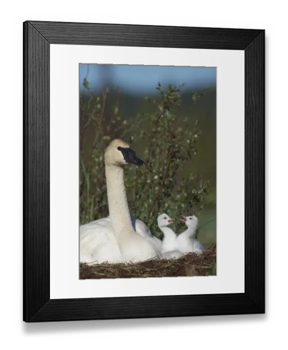 Framed Print : Trumpeter Swan (Cygnus buccinator) parent and squabbling day-old cygnets, North America Framed Print : Trumpeter Swan (Cygnus buccinator) parent and squabbling day-old cygnets, North America
