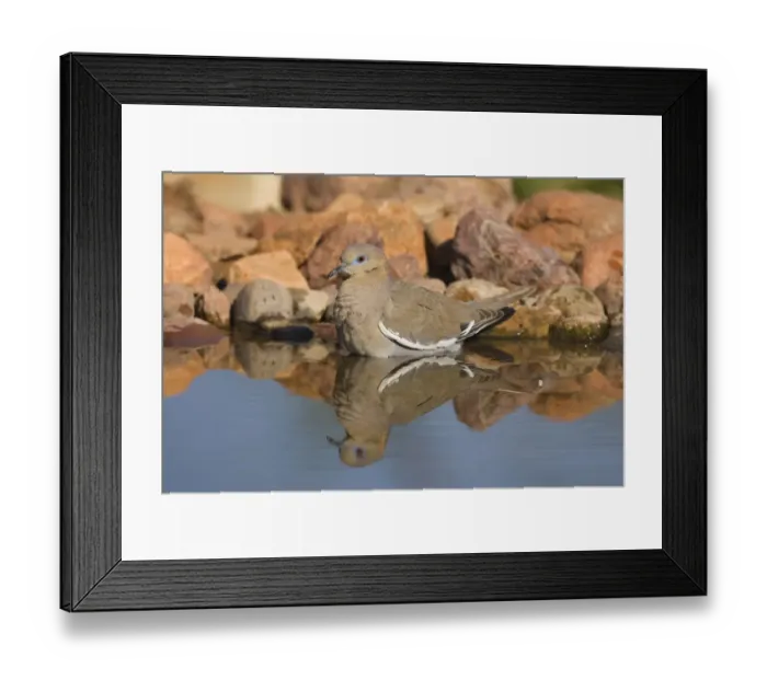Framed Print : White-winged Dove (Zenaida asiatica) bathing, Green Valley, Arizona