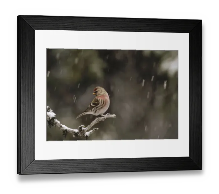 Framed Print : Common Redpoll (Carduelis flammea) male in breeding plumage during snowfall, Alaska Framed Print : Common Redpoll (Carduelis flammea) male in breeding plumage during snowfall, Alaska