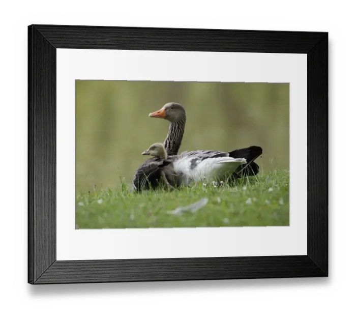 Framed Print : Greylag Goose (Anser anser) parent with gosling, Kassel, Hessen, Germany Framed Print : Greylag Goose (Anser anser) parent with gosling, Kassel, Hessen, Germany