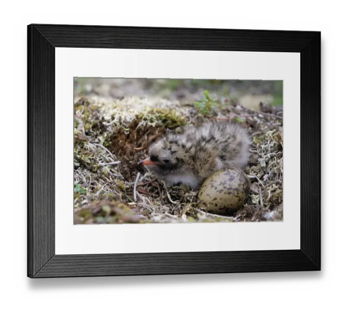 Framed Print : Arctic Tern (Sterna paradisaea) chick and egg in nest, Alaska Framed Print : Arctic Tern (Sterna paradisaea) chick and egg in nest, Alaska