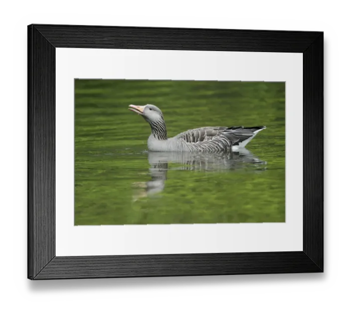 Framed Print : Greylag Goose (Anser anser) on lake, Kassel, Hessen, Germany Framed Print : Greylag Goose (Anser anser) on lake, Kassel, Hessen, Germany