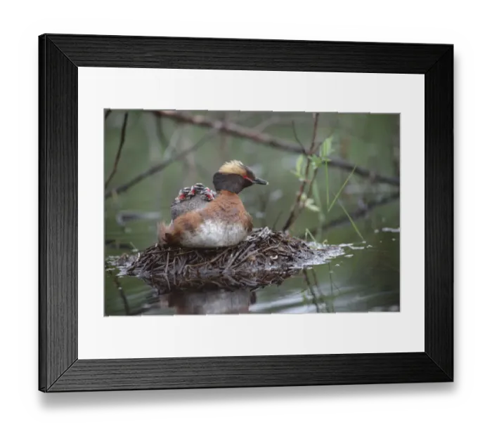 Framed Print : Horned Grebe (Podiceps auritus) parent on nest with three chicks on its back, Alaska Framed Print : Horned Grebe (Podiceps auritus) parent on nest with three chicks on its back, Alaska