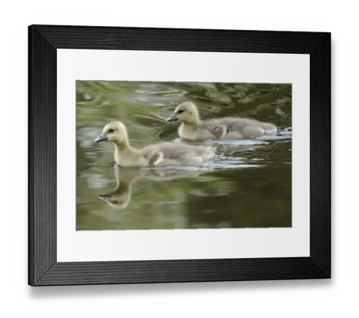 Framed Print : Greylag Goose (Anser anser) goslings, Kassel, Hessen, Germany Framed Print : Greylag Goose (Anser anser) goslings, Kassel, Hessen, Germany