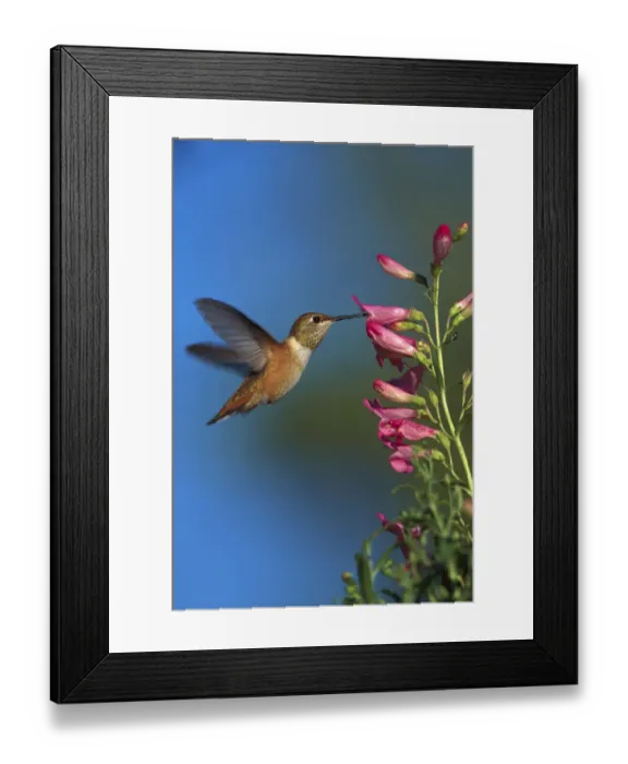Framed Print : Rufous Hummingbird (Selasphorus rufus) feeding on flowers, New Mexico Framed Print : Rufous Hummingbird (Selasphorus rufus) feeding on flowers, New Mexico