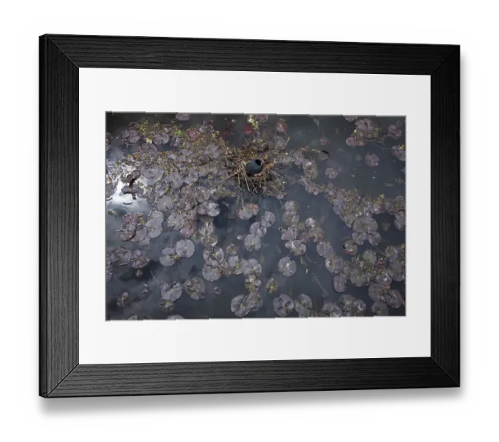Framed Print : Coot (Fulica atra) nesting amongst lily pads, Kassel, Hessen, Germany Framed Print : Coot (Fulica atra) nesting amongst lily pads, Kassel, Hessen, Germany