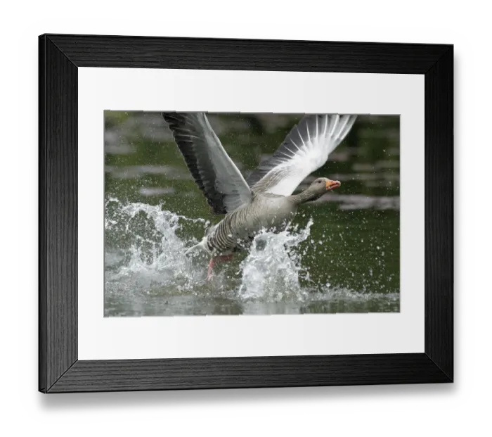 Framed Print : Greylag Goose (Anser anser) taking flight, Kassel, Hessen, Germany Framed Print : Greylag Goose (Anser anser) taking flight, Kassel, Hessen, Germany