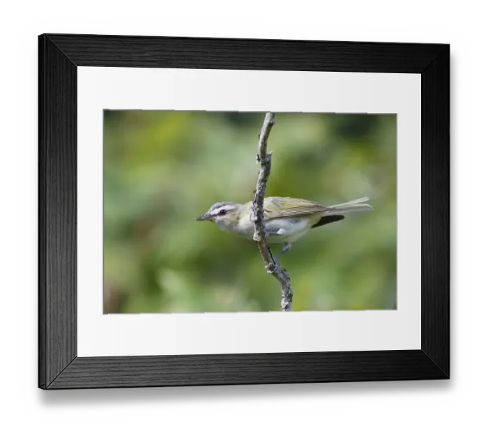 Framed Print : Red-eyed Vireo (Vireo olivaceus), Canada Framed Print : Red-eyed Vireo (Vireo olivaceus), Canada