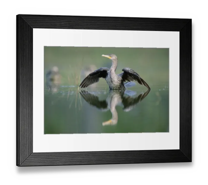 Framed Print : Double-crested Cormorant (Phalacrocorax auritus) stretching its wings, North America Framed Print : Double-crested Cormorant (Phalacrocorax auritus) stretching its wings, North America