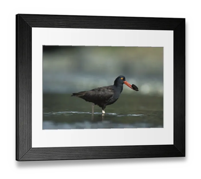 Framed Print : Black Oystercatcher (Haematopus bachmani) with mussel in its beak, Vancouver Island Framed Print : Black Oystercatcher (Haematopus bachmani) with mussel in its beak, Vancouver Island