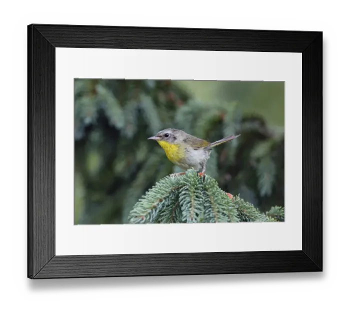 Framed Print : Common Yellowthroat (Geothlypis trichas) sub-adult male in winter, Canada Framed Print : Common Yellowthroat (Geothlypis trichas) sub-adult male in winter, Canada