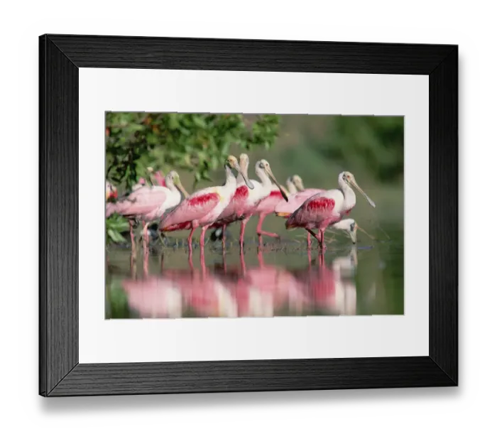 Framed Print : Roseate Spoonbill (Platalea ajaja) flock wading in pond, Texas coast near Galveston Framed Print : Roseate Spoonbill (Platalea ajaja) flock wading in pond, Texas coast near Galveston