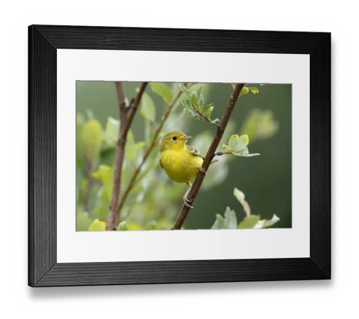 Framed Print : Yellow Warbler (Setophaga petechia) female, Canada Framed Print : Yellow Warbler (Setophaga petechia) female, Canada