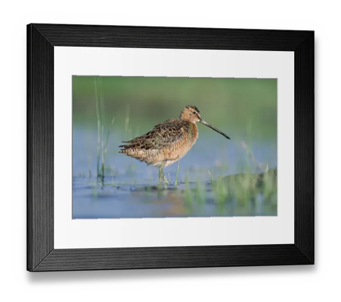 Framed Print : Long-billed Dowitcher (Limnodromus scolopaceus) in breeding plumage, North America Framed Print : Long-billed Dowitcher (Limnodromus scolopaceus) in breeding plumage, North America