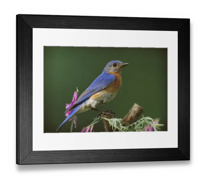 Framed Print : Eastern Bluebird (Sialia sialis) male, Ontario, Canada Framed Print : Eastern Bluebird (Sialia sialis) male, Ontario, Canada