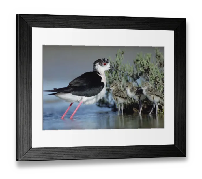 Framed Print : Black-winged Stilt (Himantopus himantopus) mother with three chicks, Camargue, France Framed Print : Black-winged Stilt (Himantopus himantopus) mother with three chicks, Camargue, France