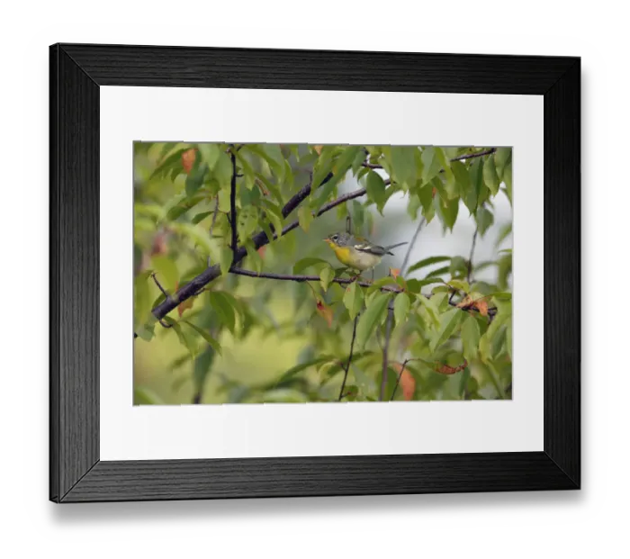 Framed Print : Northern Parula (Setophaga americana) in autumn, Canada Framed Print : Northern Parula (Setophaga americana) in autumn, Canada