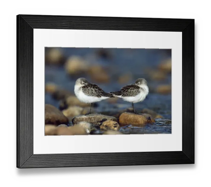 Framed Print : Western Sandpiper (Calidris mauri) pair standing back to back with beaks tucked under wings Framed Print : Western Sandpiper (Calidris mauri) pair standing back to back with beaks tucked under wings