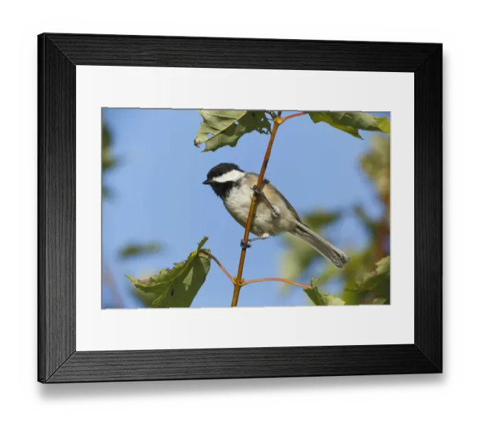 Framed Print : Black-capped Chickadee (Poecile atricapillus), Canada Framed Print : Black-capped Chickadee (Poecile atricapillus), Canada