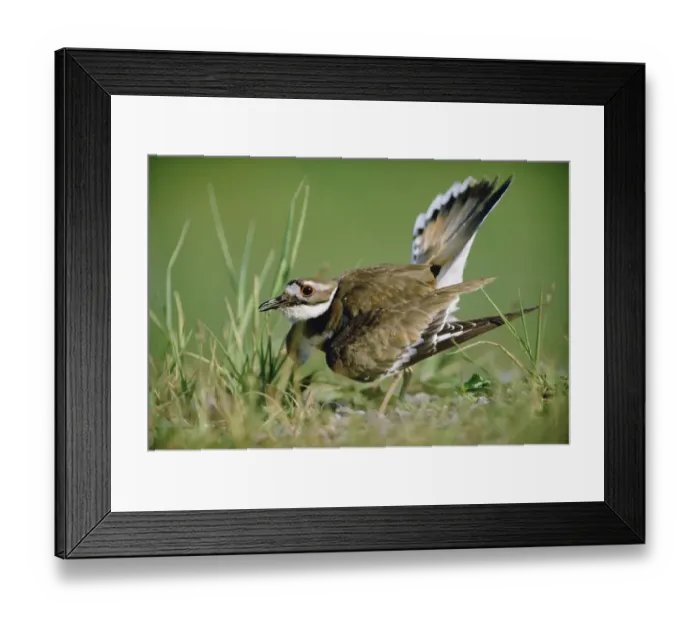 Framed Print : Killdeer (Charadrius vociferus) parent displaying while trying to distract predator from nest Framed Print : Killdeer (Charadrius vociferus) parent displaying while trying to distract predator from nest