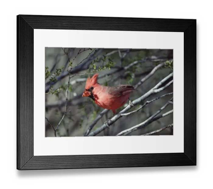 Framed Print : Northern Cardinal (Cardinalis cardinalis) close-up, alert and perching on twig, North Framed Print : Northern Cardinal (Cardinalis cardinalis) close-up, alert and perching on twig, North