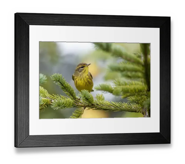 Framed Print : Palm Warbler (Setophaga palmarum) male, Canada Framed Print : Palm Warbler (Setophaga palmarum) male, Canada