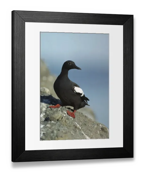 Framed Print : Pigeon Guillemot (Cepphus columba) standing on coastal rock, North America Framed Print : Pigeon Guillemot (Cepphus columba) standing on coastal rock, North America