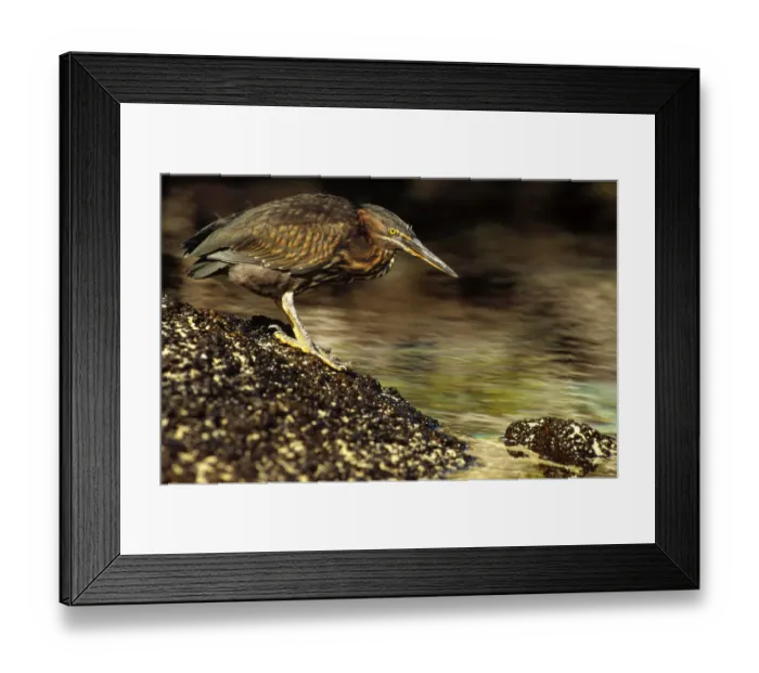 Framed Print : Lava Heron (Butorides sundevalli) fishing along shoreline, Galapagos Islands, Ecuador Framed Print : Lava Heron (Butorides sundevalli) fishing along shoreline, Galapagos Islands, Ecuador