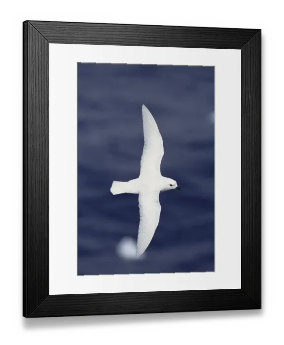 Framed Print : Snow Petrel (Pagodroma nivea) flying over ocean, Antarctica Framed Print : Snow Petrel (Pagodroma nivea) flying over ocean, Antarctica