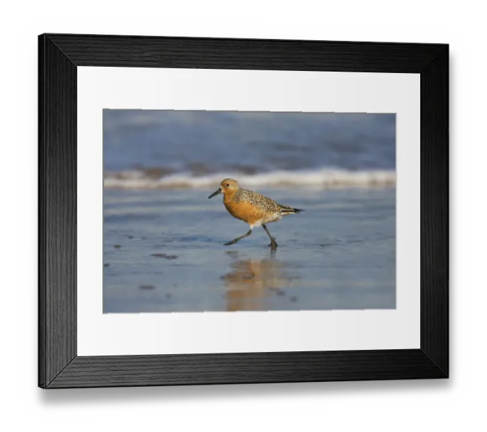 Framed Print : Red Knot (Calidris canutus), South Padre Island, Texas Framed Print : Red Knot (Calidris canutus), South Padre Island, Texas