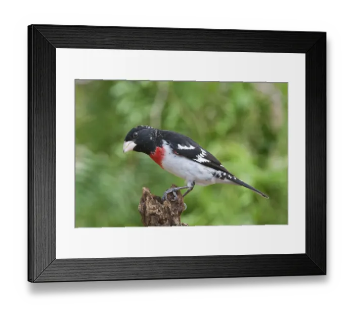 Framed Print : Rose-breasted Grosbeak (Pheucticus ludovicianus) male, Rio Grande Valley, Texas Framed Print : Rose-breasted Grosbeak (Pheucticus ludovicianus) male, Rio Grande Valley, Texas