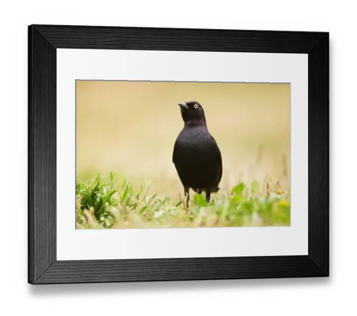 Framed Print : Brewers Blackbird (Euphagus cyanocephalus) male, Santa Cruz, Monterey Bay, California Framed Print : Brewers Blackbird (Euphagus cyanocephalus) male, Santa Cruz, Monterey Bay, California