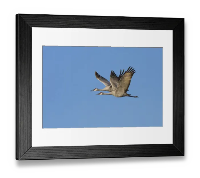 Framed Print : Sandhill Crane (Grus canadensis) pair flying, Bosque Del Apache National Wildlife Refuge
