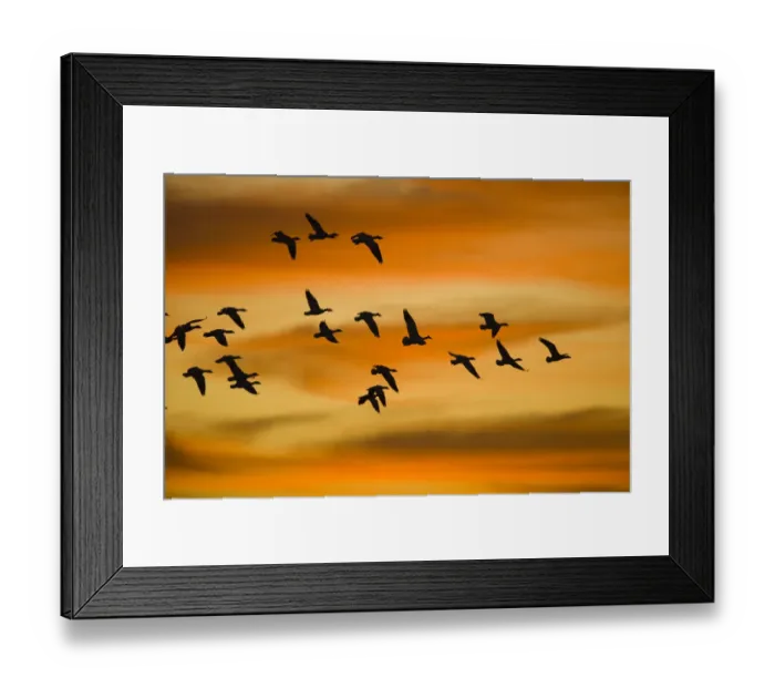 Framed Print : Snow Goose (Chen caerulescens) flock flying, Bosque Del Apache National Wildlife Refuge Framed Print : Snow Goose (Chen caerulescens) flock flying, Bosque Del Apache National Wildlife Refuge