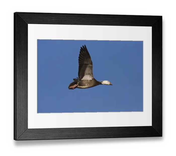 Framed Print : Snow Goose (Chen caerulescens) blue phase flying, Bosque Del Apache National Wildlife Refuge Framed Print : Snow Goose (Chen caerulescens) blue phase flying, Bosque Del Apache National Wildlife Refuge