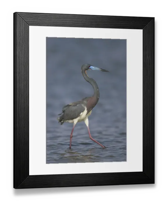 Framed Print : Tricolored Heron (Egretta tricolor) wading, Rio Grande Valley, Texas Framed Print : Tricolored Heron (Egretta tricolor) wading, Rio Grande Valley, Texas