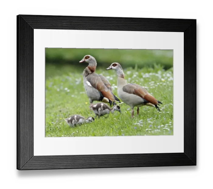 Framed Print : Egyptian Goose (Alopochen aegyptiacus) pair with goslings, Kassel, Hessen, Germany Framed Print : Egyptian Goose (Alopochen aegyptiacus) pair with goslings, Kassel, Hessen, Germany